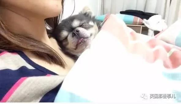 养一只超粘人超小只的狗狗…简直萌到犯规噜