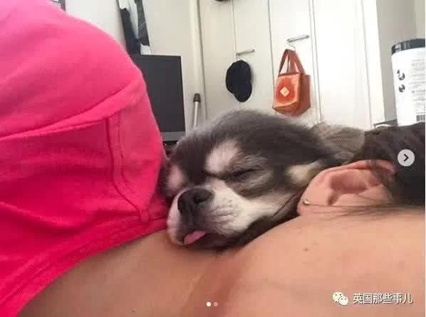 养一只超粘人超小只的狗狗…简直萌到犯规噜