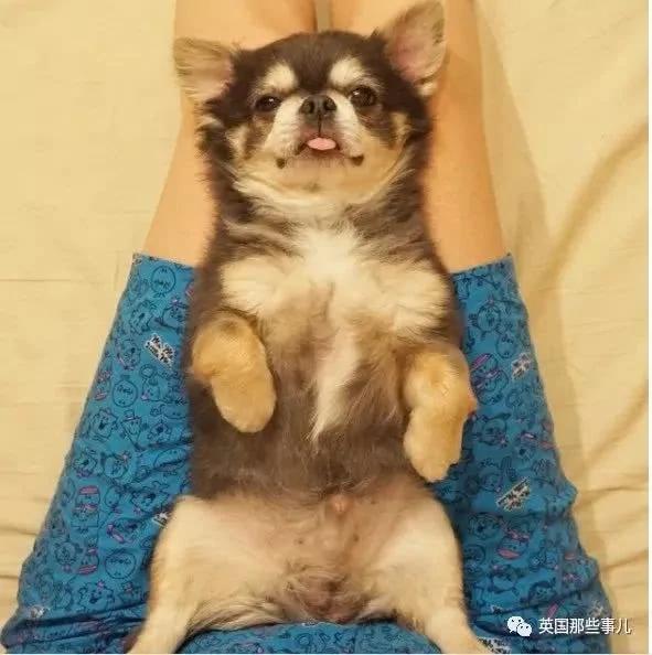 养一只超粘人超小只的狗狗…简直萌到犯规噜