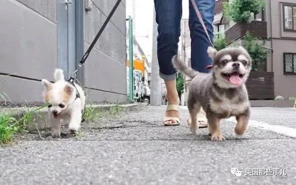 养一只超粘人超小只的狗狗…简直萌到犯规噜