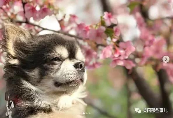 养一只超粘人超小只的狗狗…简直萌到犯规噜