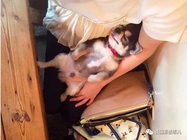 养一只超粘人超小只的狗狗…简直萌到犯规噜