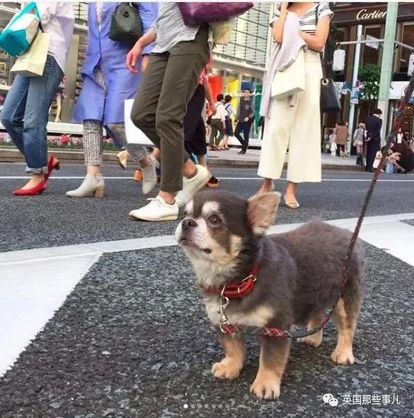 养一只超粘人超小只的狗狗…简直萌到犯规噜