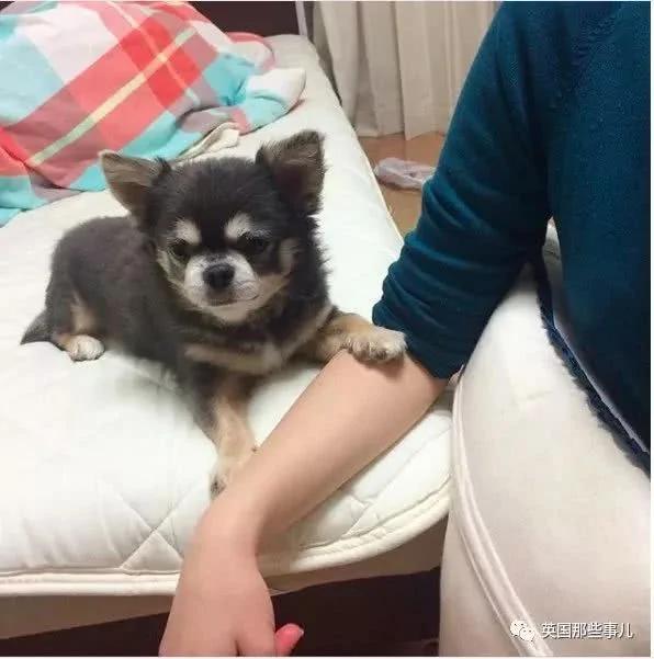 养一只超粘人超小只的狗狗…简直萌到犯规噜