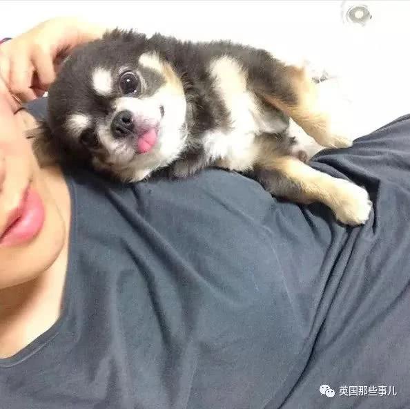 养一只超粘人超小只的狗狗…简直萌到犯规噜