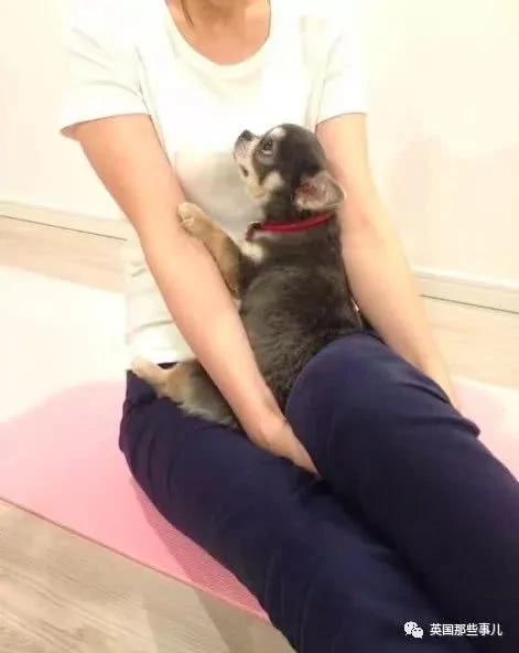 养一只超粘人超小只的狗狗…简直萌到犯规噜