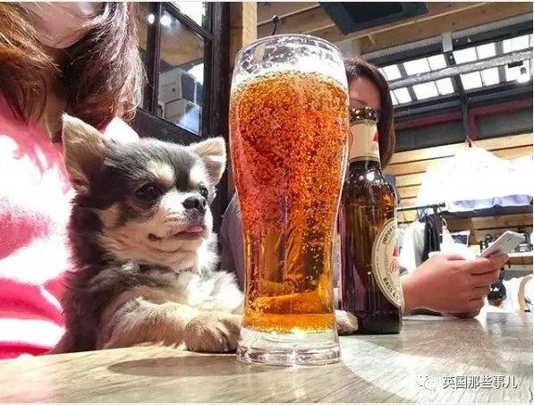 养一只超粘人超小只的狗狗…简直萌到犯规噜