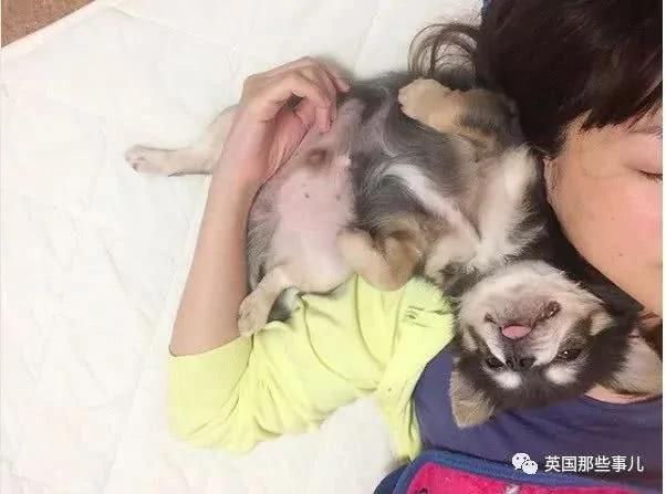 养一只超粘人超小只的狗狗…简直萌到犯规噜