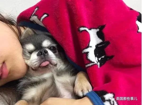 养一只超粘人超小只的狗狗…简直萌到犯规噜