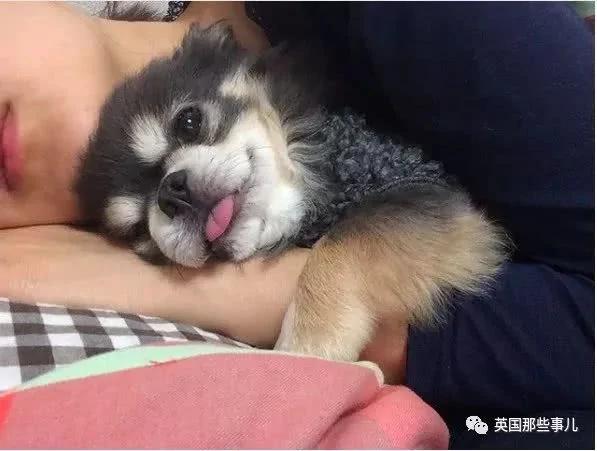 养一只超粘人超小只的狗狗…简直萌到犯规噜