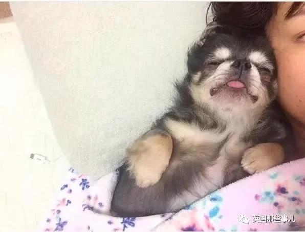 养一只超粘人超小只的狗狗…简直萌到犯规噜