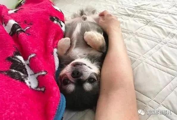养一只超粘人超小只的狗狗…简直萌到犯规噜