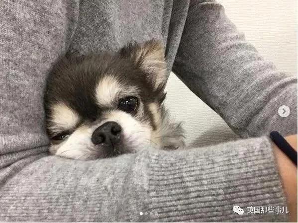 养一只超粘人超小只的狗狗…简直萌到犯规噜