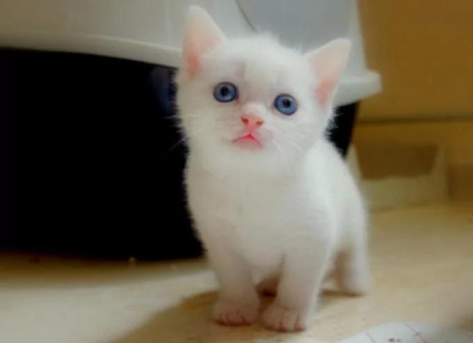 爷爷用逗孙女的方式逗小橘猫 小猫:确认过眼神 是不想理的人!