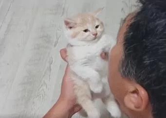 爷爷用逗孙女的方式逗小橘猫 小猫:确认过眼神 是不想理的人!