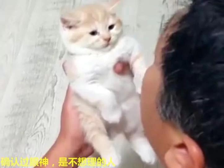 爷爷用逗孙女的方式逗小橘猫 小猫:确认过眼神 是不想理的人!