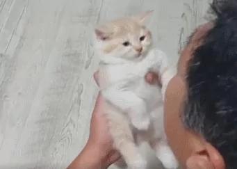 爷爷用逗孙女的方式逗小橘猫 小猫:确认过眼神 是不想理的人!
