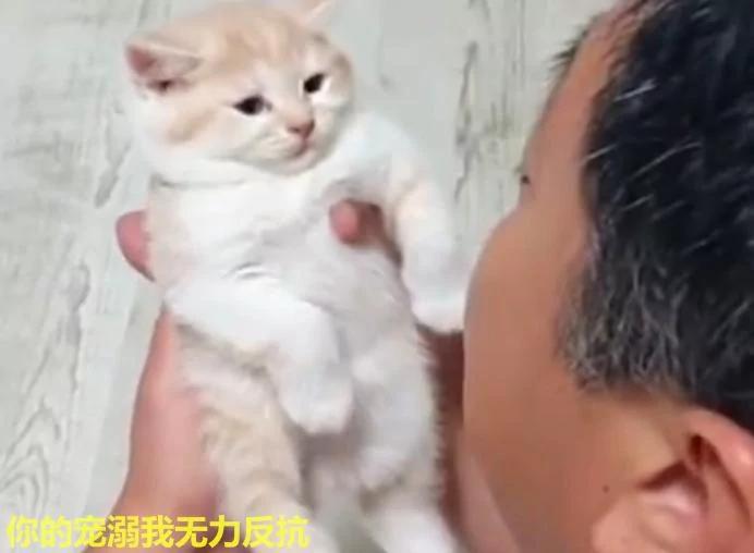 爷爷用逗孙女的方式逗小橘猫 小猫:确认过眼神 是不想理的人!