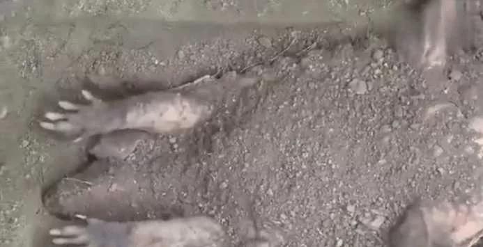 男子发现泥土中掩埋着四脚不明物 扒开泥土看到这样的画面!
