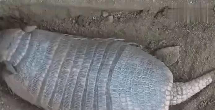 男子发现泥土中掩埋着四脚不明物 扒开泥土看到这样的画面!