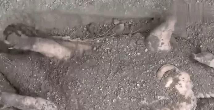 男子发现泥土中掩埋着四脚不明物 扒开泥土看到这样的画面!