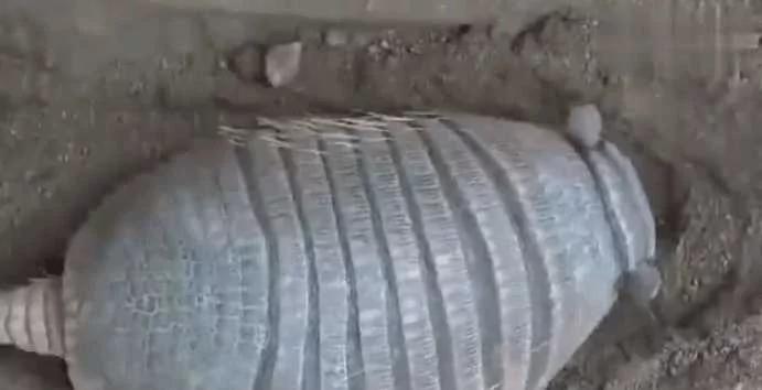 男子发现泥土中掩埋着四脚不明物 扒开泥土看到这样的画面!