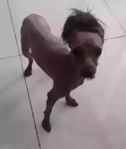 出差把狗狗寄养在父母家 结果我的狗狗脱胎换骨!
