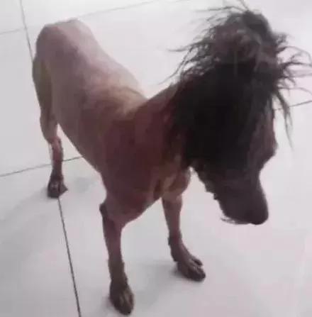 出差把狗狗寄养在父母家 结果我的狗狗脱胎换骨!