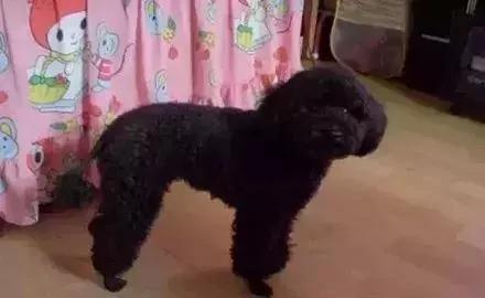 出差把狗狗寄养在父母家 结果我的狗狗脱胎换骨!