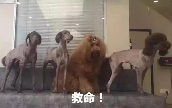 出差把狗狗寄养在父母家 结果我的狗狗脱胎换骨!