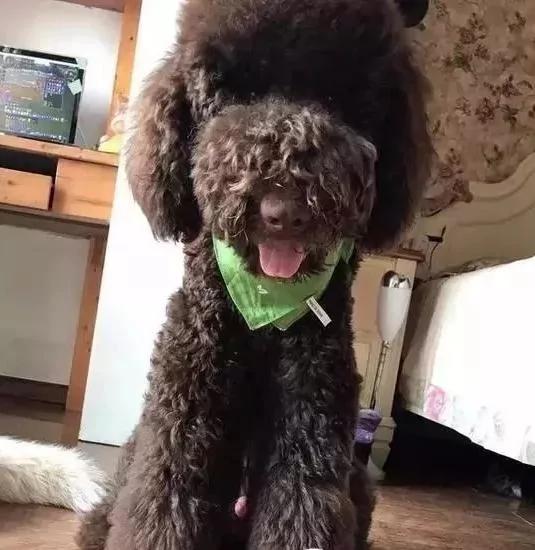 出差把狗狗寄养在父母家 结果我的狗狗脱胎换骨!