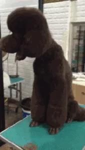 出差把狗狗寄养在父母家 结果我的狗狗脱胎换骨!