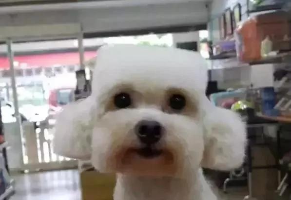 出差把狗狗寄养在父母家 结果我的狗狗脱胎换骨!