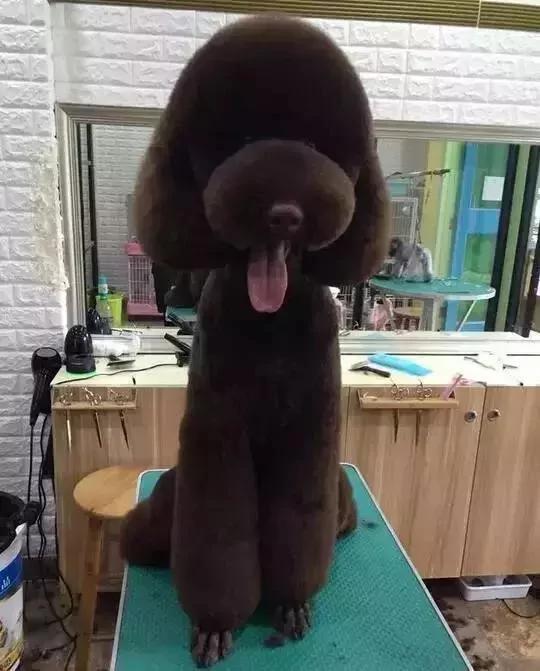 出差把狗狗寄养在父母家 结果我的狗狗脱胎换骨!