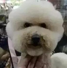 出差把狗狗寄养在父母家 结果我的狗狗脱胎换骨!