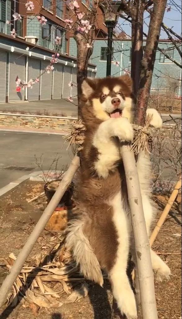 大老远看这树怪怪的 近前一看哭笑不得 狗狗:我坚持不住了!