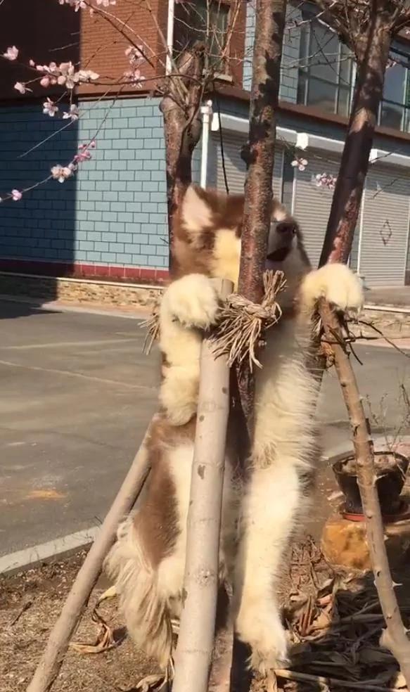 大老远看这树怪怪的 近前一看哭笑不得 狗狗:我坚持不住了!