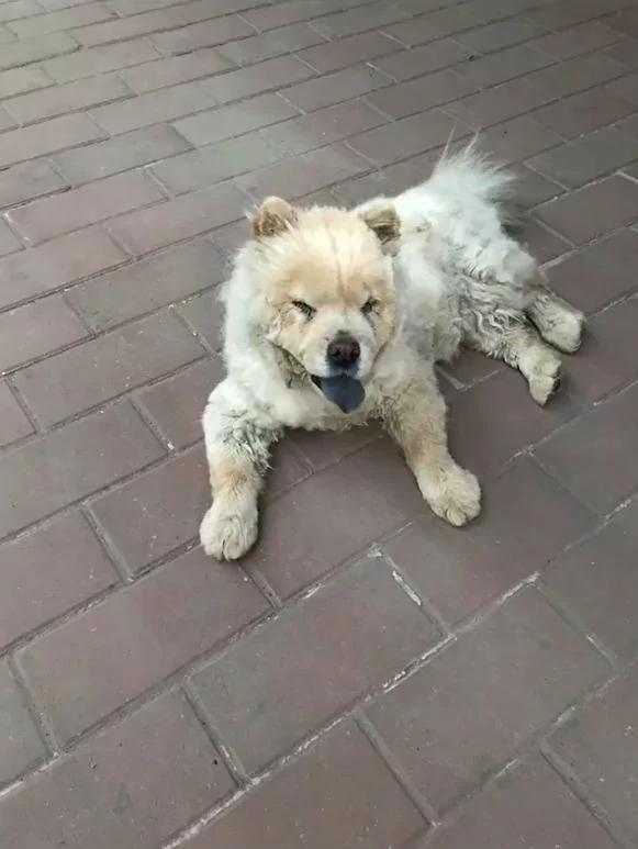 丢失一年多的狗狗自己跑回来了 看到它这个样子 主人潸然泪下!