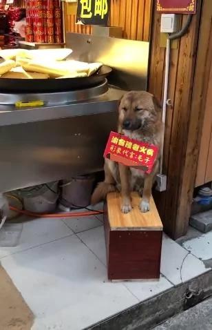 火锅店狗狗“坐门前招客人” “偷偷打瞌睡”也不走 主人笑:抱进去又跑出来!