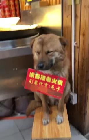 火锅店狗狗“坐门前招客人” “偷偷打瞌睡”也不走 主人笑:抱进去又跑出来!