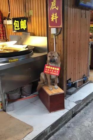 火锅店狗狗“坐门前招客人” “偷偷打瞌睡”也不走 主人笑:抱进去又跑出来!
