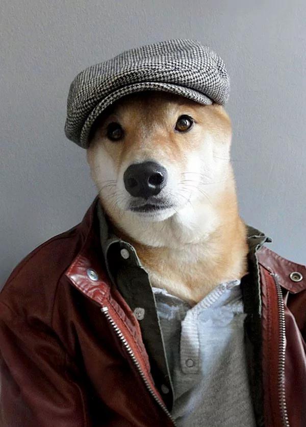 当柴犬穿上西装 帅爆了!没想到你是这样的狗狗!