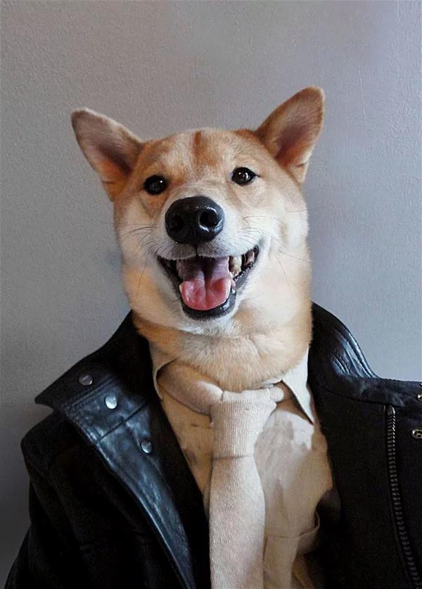 当柴犬穿上西装 帅爆了!没想到你是这样的狗狗!