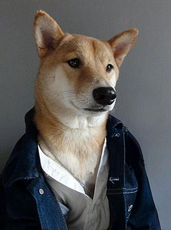 当柴犬穿上西装 帅爆了!没想到你是这样的狗狗!