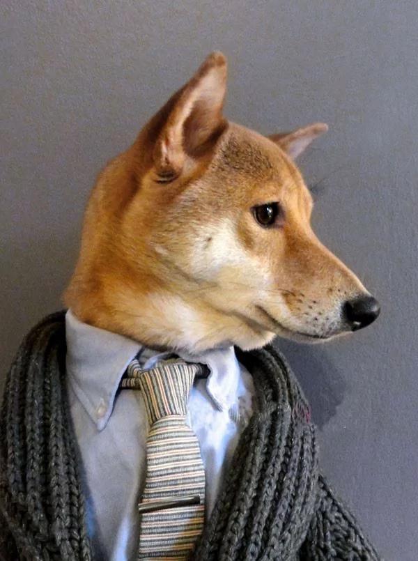 当柴犬穿上西装 帅爆了!没想到你是这样的狗狗!