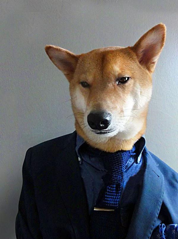 当柴犬穿上西装 帅爆了!没想到你是这样的狗狗!