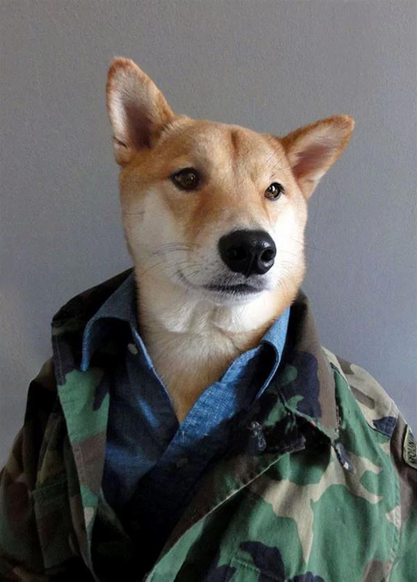 当柴犬穿上西装 帅爆了!没想到你是这样的狗狗!