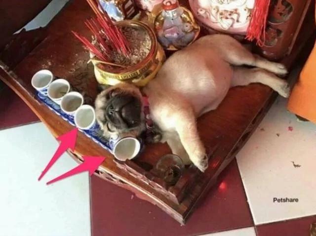 狗狗偷喝土地公的贡酒 在神像台上呼呼大睡 主人叫都叫不醒!