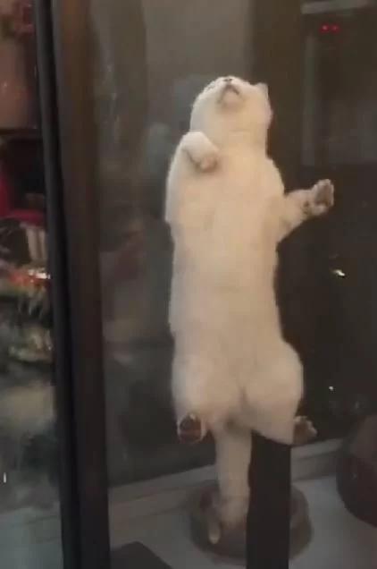 主人下班回家 到处找不到猫咪 掀开窗帘一看笑翻了!
