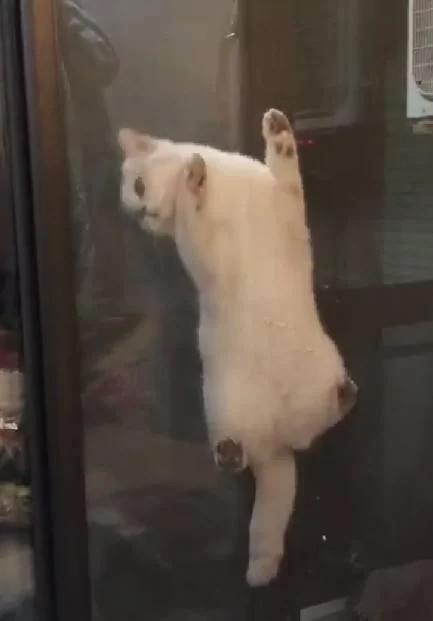 主人下班回家 到处找不到猫咪 掀开窗帘一看笑翻了!